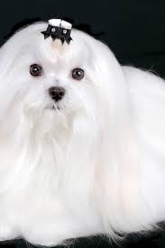 Portrait Of Maltese Dog Isolated On Black In 2020 Maltese Dogs Portrait