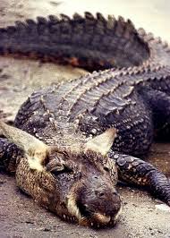 Black And White Tegu Lizard Sc Pin By Callon Link On Hybrids I Wish Were Real Reptiles Animal Sounds Animals Beautiful