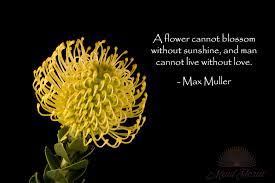 A Flower Cannot Blossom Without Sunshine And Man Cannot Live Without Love Max Muller Flower Quotes Love Flowers Blossom