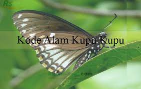 We did not find results for: Kode Alam Kupu Kupu 2d 3d 4d Menurut Erek Erek Dan Primbon