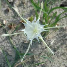 Image result for Isachne kiyalaensis