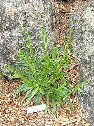 Image result for Anchusa capensis