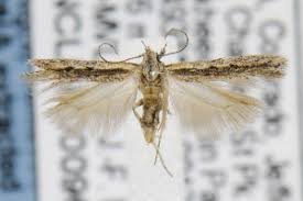 Image result for Scrobipalpula diffluella