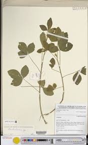 Image result for Neoholstia tenuifolia