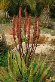 Image result for Aloe aculeata × ortholopha