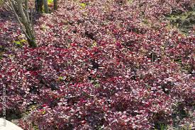 Image result for Cyathula prostrata