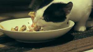 Kitten Eating Raw Chicken Bones Youtube