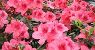 Deadheading Rhododendrons Rhododendron Fine Gardening Gardening Tips