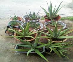 Lidah buaya atau yang dalam nama latinnya disebut dengan aloe vera adalah tanaman yang segudang manfaat lidah buaya. Lidah Buaya Aloe Vera Tumbuhan Antiseptik Yang Perlu Ditanam Di Setiap Rumah Majalahsains