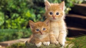 Play audio clips for this soundboard. Kittens Meowing Sound Effects Youtube