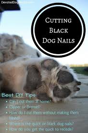Trimming Black Dog Nails The Safe Way Easy Once You Know The Trick Dog Nails Clipping Dog Nails Black Dog