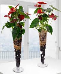 Anthurium Plant Tropical Plants Beneva Flowers Sarasota Fl 34238 Anthurium Plant Water Plants Indoor Indoor Water Garden