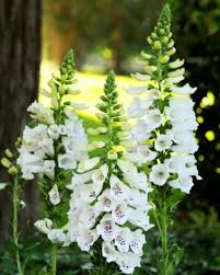 Image result for Digitalis purpurea alba/ red spots