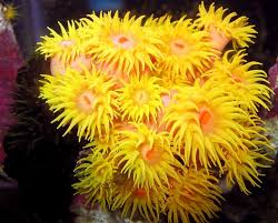 Check spelling or type a new query. Pembunuhan Actinia Akting Karang Ubur Ubur Atau Bunga Laut Memindahkan Marine Anemonov