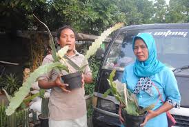 Bunga wijaya kusuma muncul dari tepi daun berupa kuncup yang makin lama makin panjang tangkai bunganya hingga bunga itu menjuntai ke bawah. Banyak Penggemar Wijaya Kusuma Merah Kian Susah Didapat Harian Merapi
