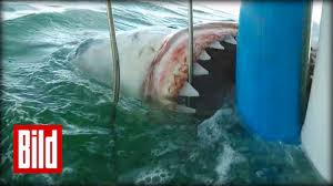 Eine atemberaubende aufnahme eines weißen hai das größte jemals gefangenen weiße hai war 6.4 meter lang und 3.3 tonnen schwer. Weisser Hai Greift An Attacke Auf Kafig In Sudafrika Tauchen Scuba Jaws Youtube