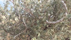 Image result for Acacia haematoxylon