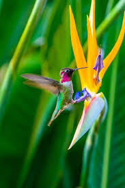 Birds Of Prey Flower Meaning Nature Beautiful Birds Hummingbird Pet Birds