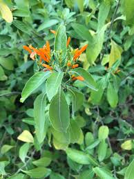 Image result for Justicia spicigera