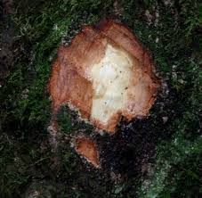 Image result for Cryptocarya liebertiana