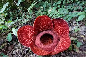 Rafflesia