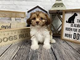 Here are some rescue organizations that may offer shorkie poo puppies and adults: Shih Poo Puppies Petland Knoxville