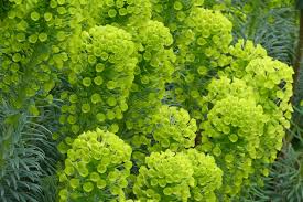 Image result for Euphorbia memoralis