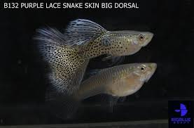 Engine By Igetweb Com Guppy Purple Lace Fish Pet