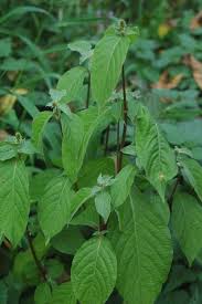 Image result for Achyranthes