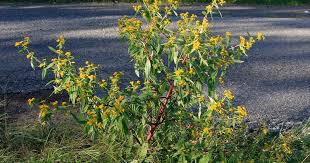 Image result for Flaveria bidentis