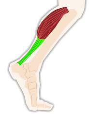 Your lower leg includes three main muscles, located behind your tibia or shinbone. How To Heal Calf Pain Injury And Tightness Free Mobility Plan