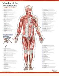 We hope you can get the. Trail Guide To The Body S Muscles Of The Human Body 3 Poster Set Books Of Discovery