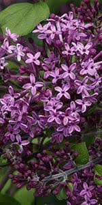 Reticulata the tree lilac, is also susceptible.whether specific cultivars are affected more than others is unknown mainly because most people don't know the cultivar. Amazon Com 1 Gal Bloomerang Dark Purple Reblooming Lilac Syringa Live Shrub Purple Flowers Garden Outdoor