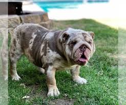 Looking for an english bulldog breeder in texas? View Ad Bulldog Puppy For Sale Near California Murrieta Usa Adn 135578