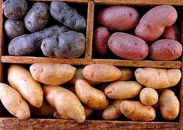 #pendampinganpetani#kentangkerinci#fungisidapendampingan adalah fakyor penting yg diharapkan petanitanaman kentang yang bagus,tanaman kentang dalam pot. Bilakah Yang Terbaik Untuk Menanam Kentang Di Tempat Terbuka Kentang