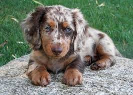 Long Haired Dapple Dachshund Google Search Dapple Dachshund Puppy Cute Dogs Cute Animals