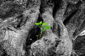 El Arbol De La Vida