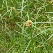 Image result for Kyllinga melanosperma