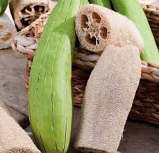 Image result for Luffa