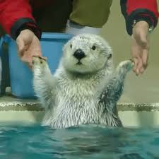 We did not find results for: Congratulations Gifs Get The Best Gif On Giphy