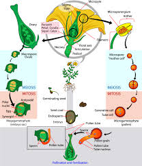 Lots of trees are hermaphroditic — that is, their flowers contain both male and female reproductive parts. Angiosperms Biology For Majors Ii
