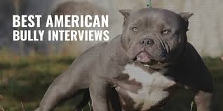 American bully puppies / exotic bully dog | most beautiful exotic bully in the world #exoticbully. 25 Best American Bully Interviews Text Videos Podcasts