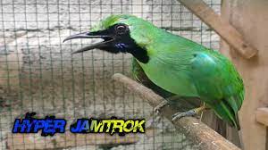 Cucak ijo gacor jamtrok nembak full isian. Cucak Ijo Jamtrok Wallpaper Jago Nya Masteran Cucak Ijo Jamtrok Auto Nyaut Youtube