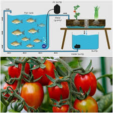 Do tomatoes grow from flowers. Growing Aquaponic Tomatoes Aquaponic Tomato Issues Gardening Tips