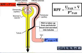 what is the difference between renal blood flow and renal