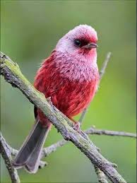 Small Bird With Red Head And Chest Pin On Birds Warblers