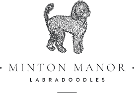Bred as therapy dogs, australian labradoodles emerged in the '90s, a careful cross between spaniels, labrador retrievers and poodles. Miniature Australian Labradoodle Puppies