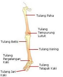 1) tulang anggota gerak atas anggota gerak atas kita adalah tangan. Rangka Tubuh Manusia Aksial Dan Apendikular Beserta Fungsinya