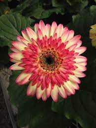 Pin By Klepac Greenhouses Inc On Gerbera Daisies Beautiful Flowers Rare Flowers Gerbera Daisy