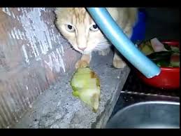 Kedi Kavun Yerse Youtube